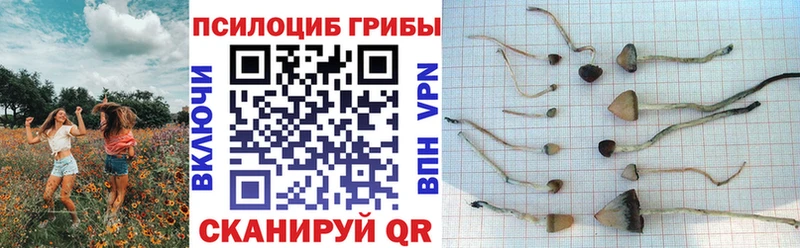Галлюциногенные грибы прущие грибы  Буинск 